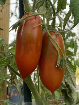 Black Icicle (Sosulka...