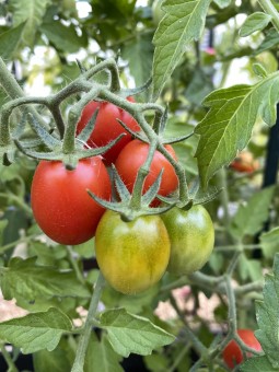 Canneberge Sucrée (Klyukva...