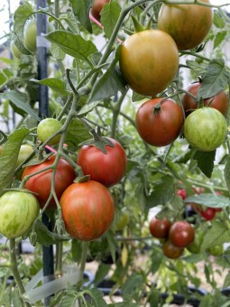 Cerise Noire Tigrée