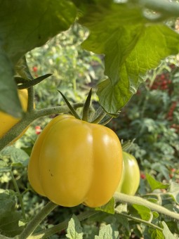 Doochova Yellow Pepper