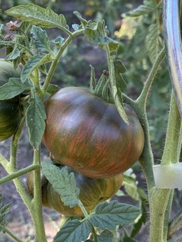 Belle Du College (Join Or Die)