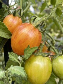 ARTISAN™ Sunrise Bumble Bee