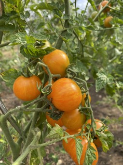 Scarlet Starfire - Starfire...