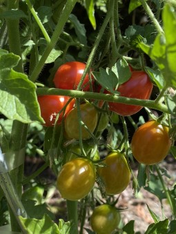 Reverend Michael Keyes