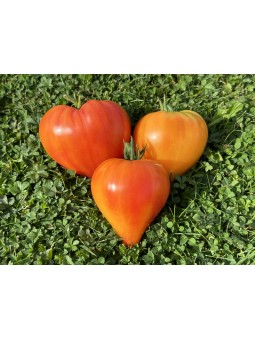 Coeur de Zèbre Abricot