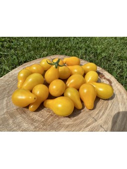 Joseph's Yellow Pear