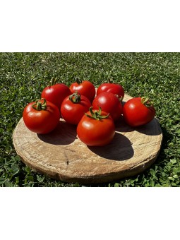 Gloire de Versailles