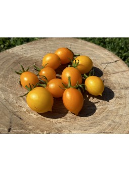 Piennolo Giallo del Vesuvio