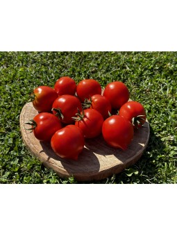 Merveille de Bastogne