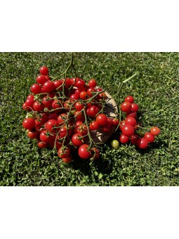 Rose Quartz Multiflora