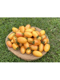 ARTISAN™ Blush Tiger