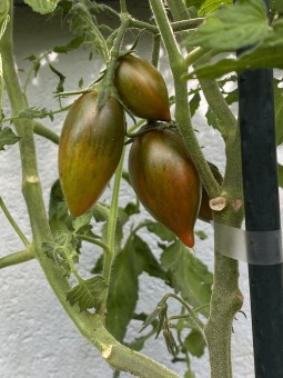 ARTISAN™ Green Tiger