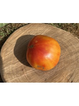 Tuxhorn's Red and Yellow