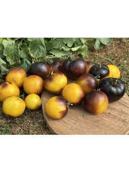 Shokoladniy Marmelad