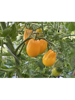 Poire Mémé de la Rochefoucauld