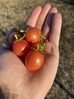 ARTISAN™ Pink Bumble Bee