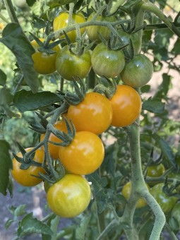 Aunt Ruby's Yellow Cherry