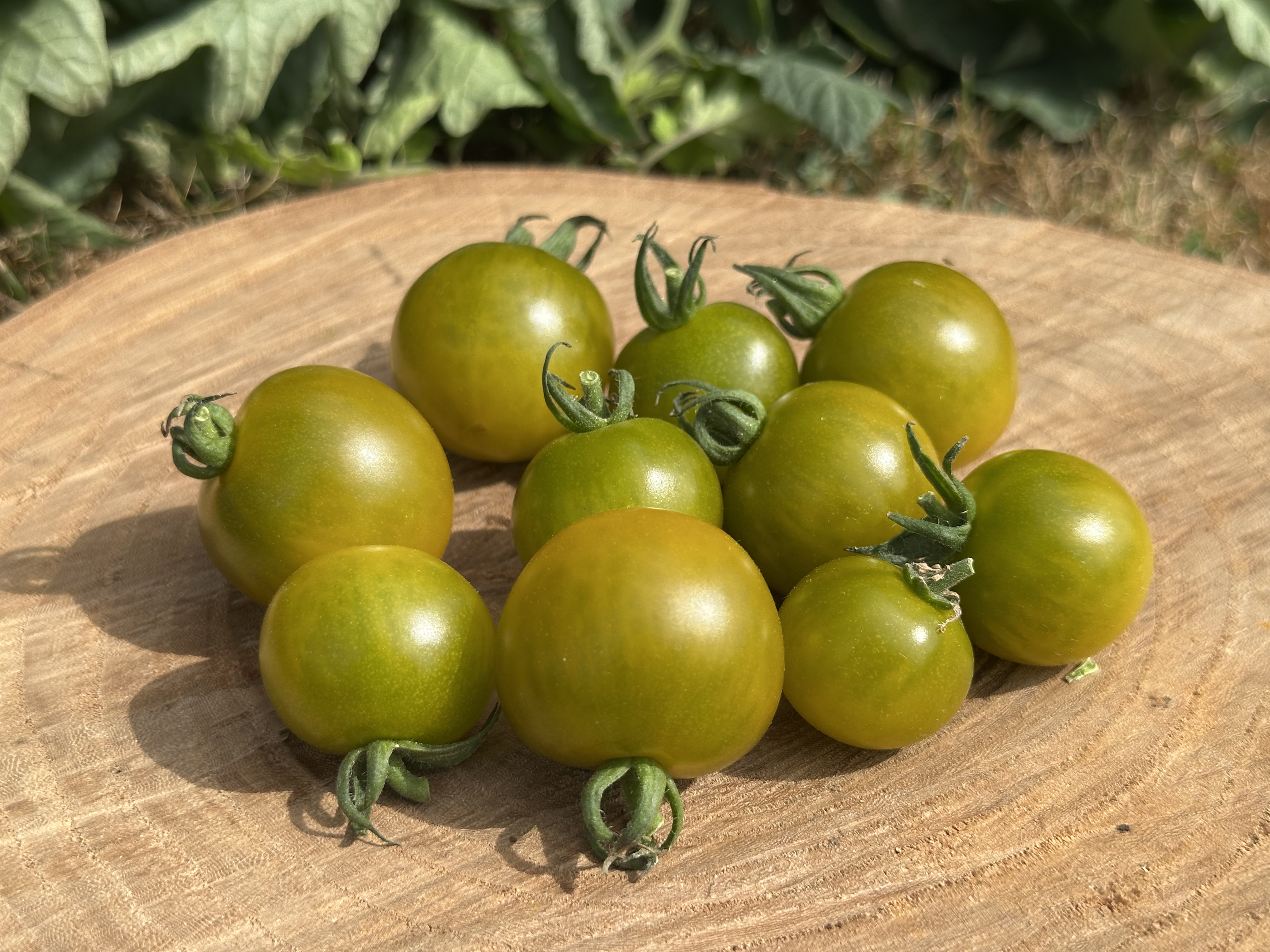 Tomate Green Doctor's Frosted