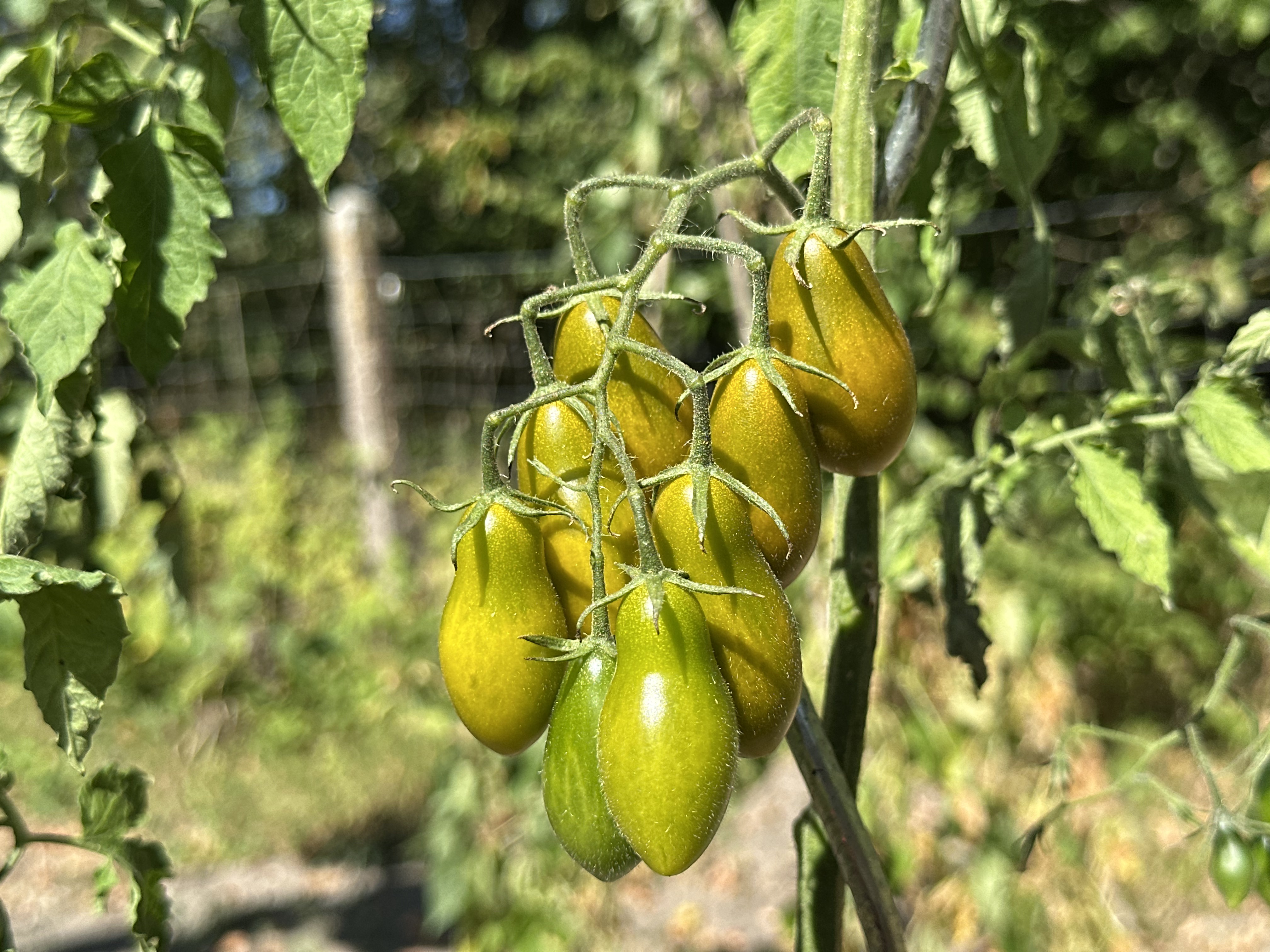 Tomate Datterino Verde